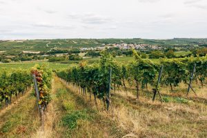 Immobilienmakler Rheinhessen: Verkauf & Kauf in Mainz & Alzey